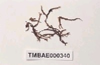 藏品(柔枝澤苔)的圖片